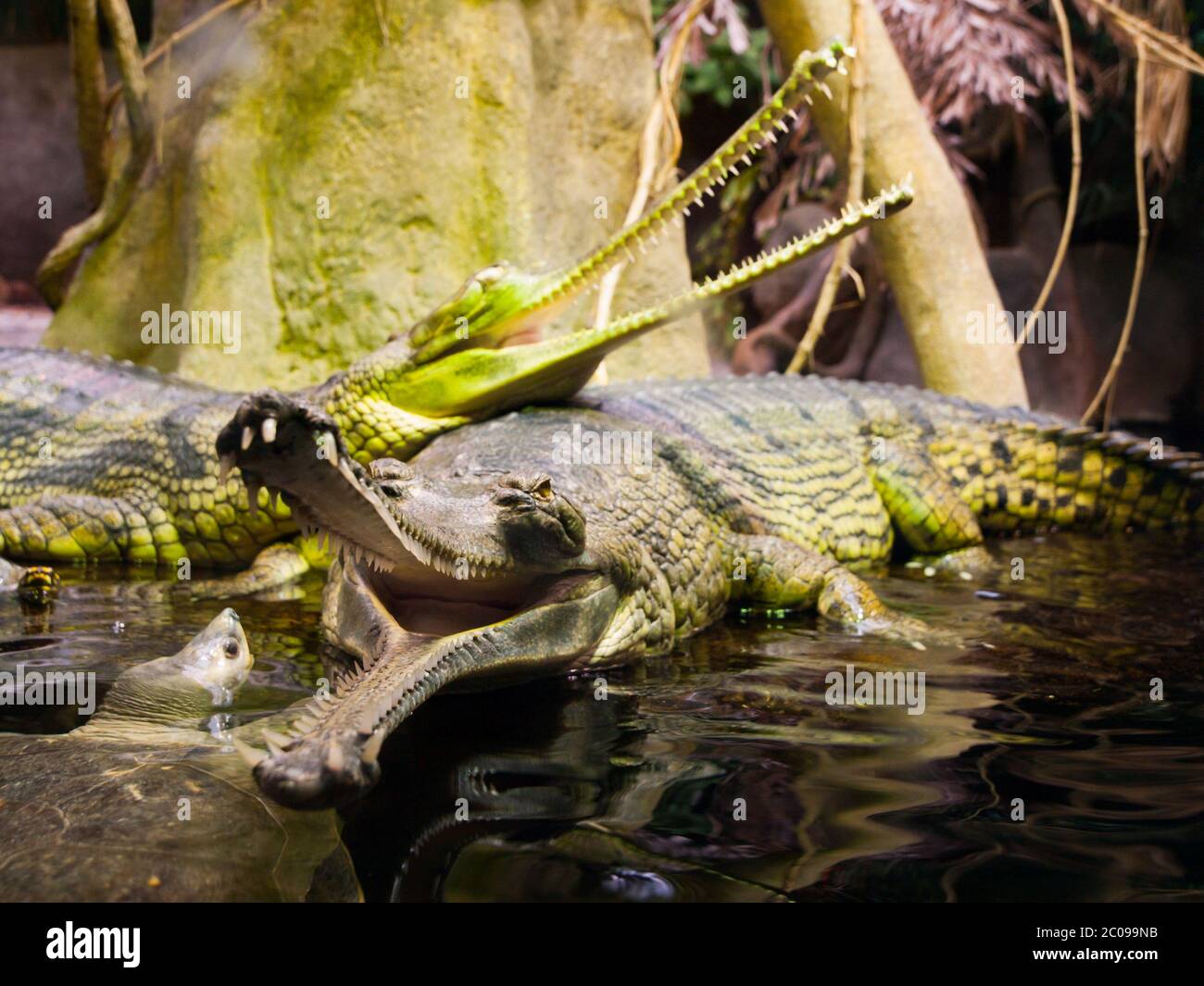 Gharial, or gavial - Gavialis gangeticus - with open mouth full of sharp teeth. Shallow depth of field. Stock Photo