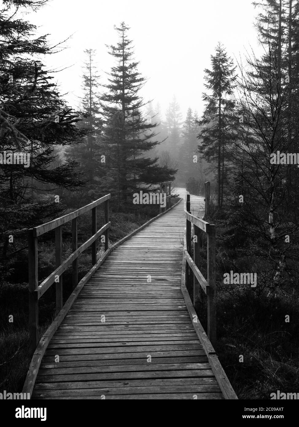 Wooden path in peat bog in black and white, Bozi Dar, Czech Republic Stock Photo