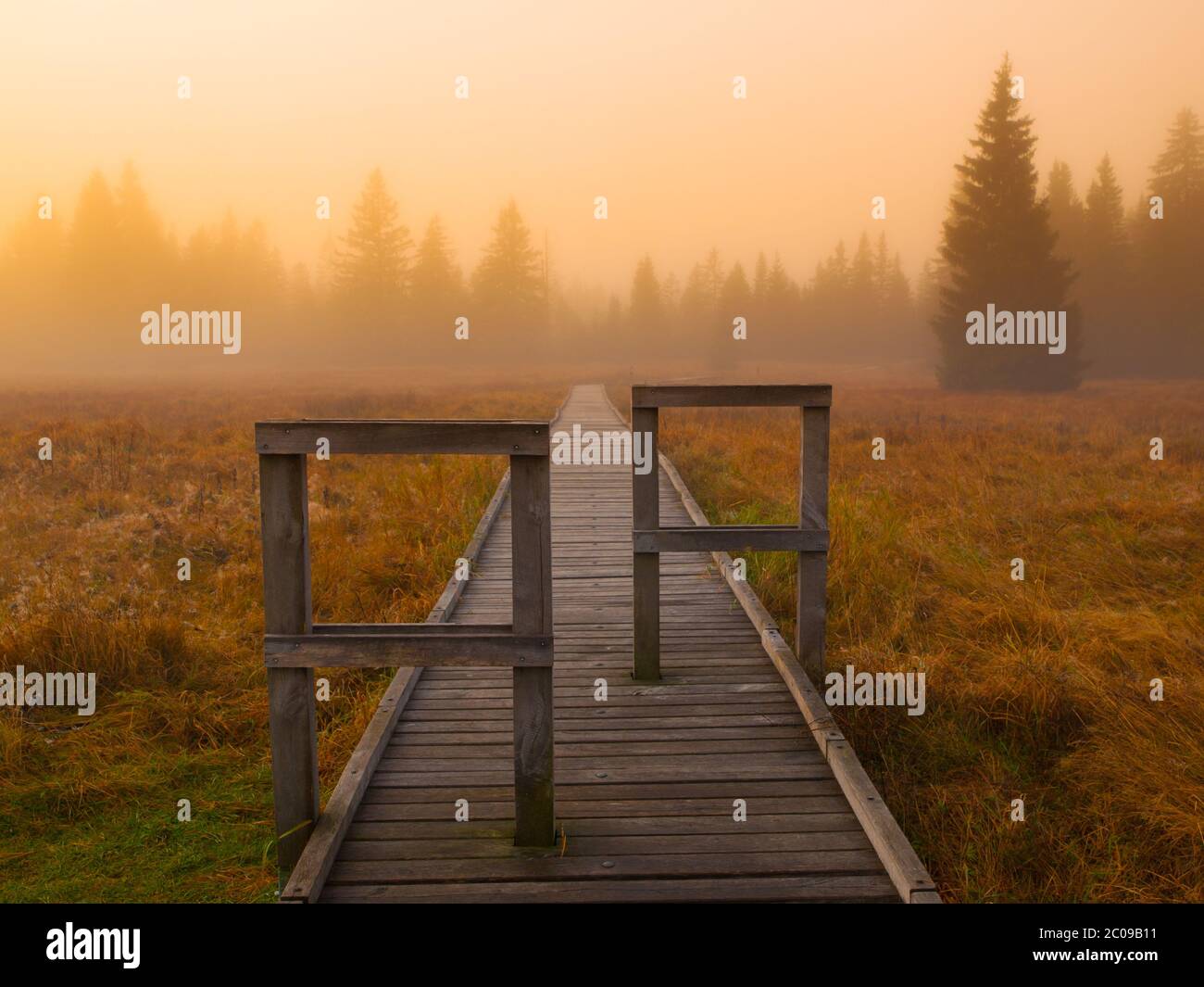 Mystic foggy forest road hi-res stock photography and images - Alamy