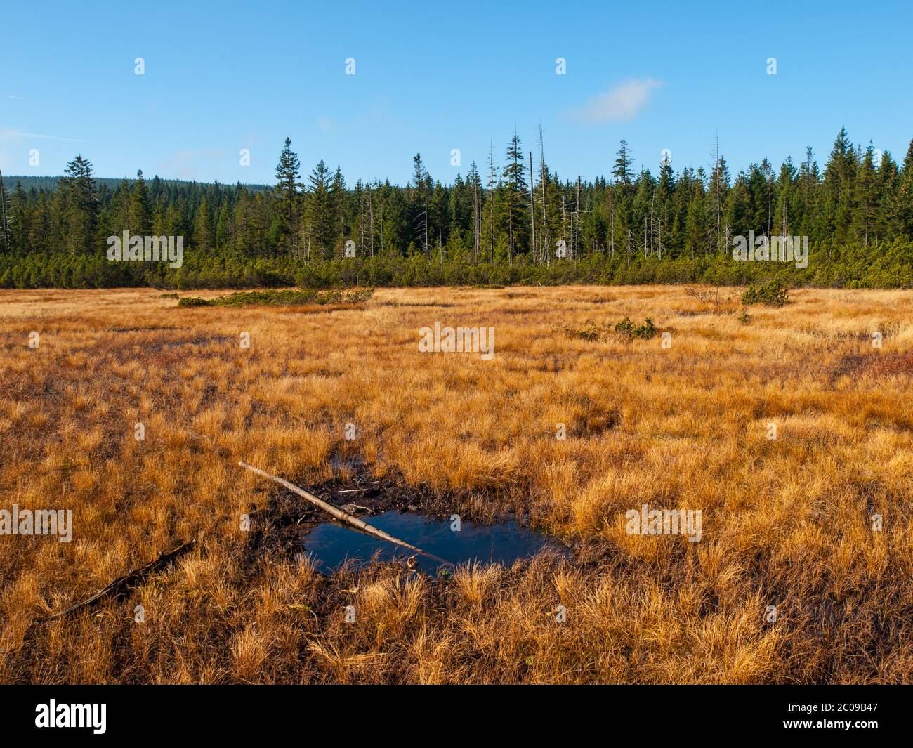 Peat bog near Jizerka Village, Czech Republic Stock Photo