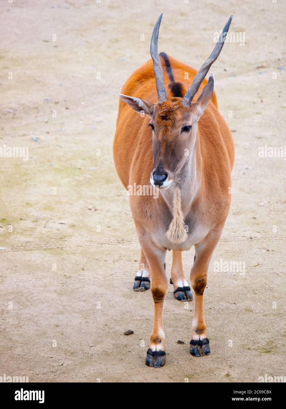 Common eland antelope, southern eland, taurotragus derbianus or taurotragus oryx. Stock Photo