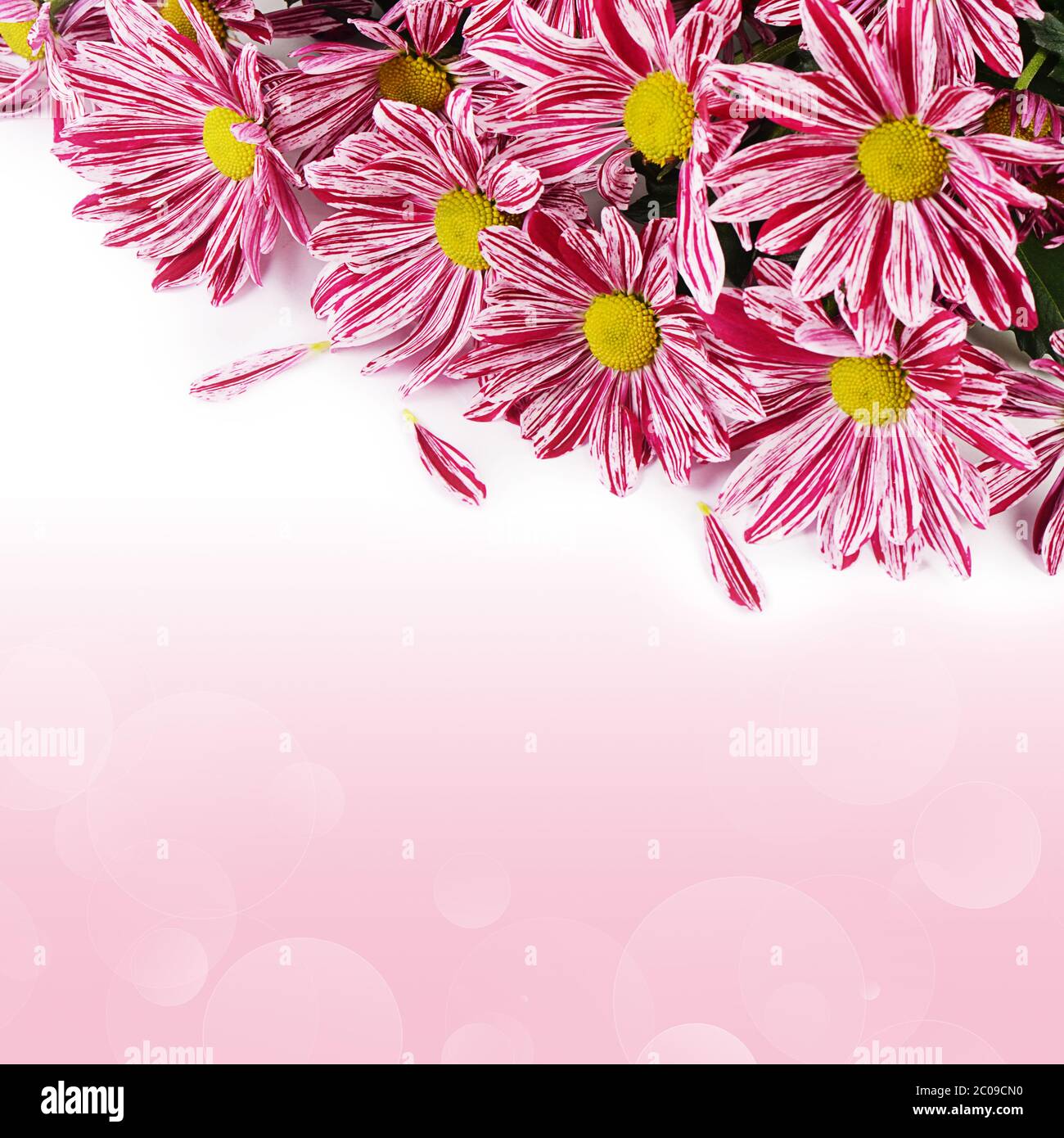 Chrysanthemums flower hi-res stock photography and images - Alamy