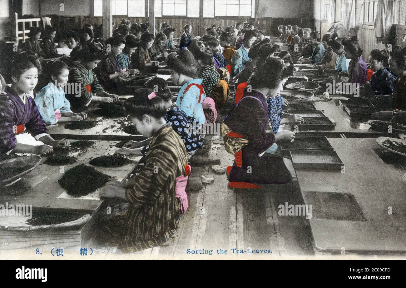 [ 1910s Japan - Sorting Tea Leaves ] — Women and girls sorting and ...