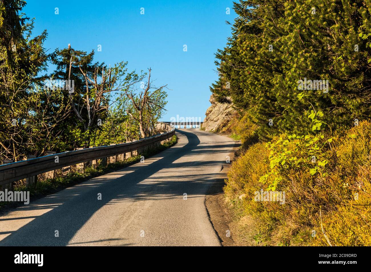 Narrow road between forest hi-res stock photography and images - Alamy