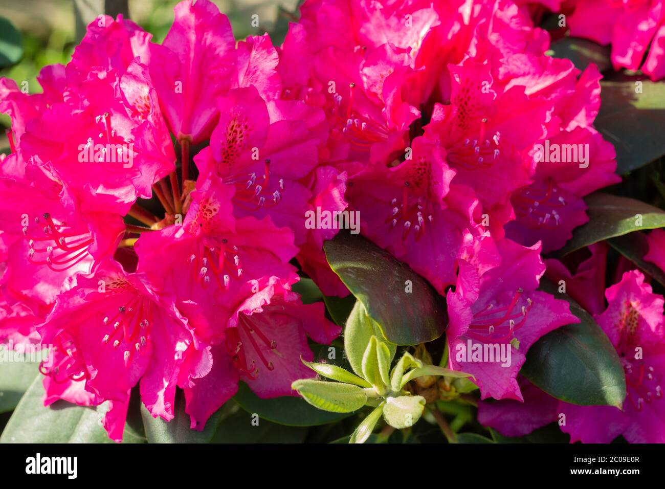 Pink Rhodos Beautiful pink blossom rhododendron flowers. Close up Stock Photo - Alamy