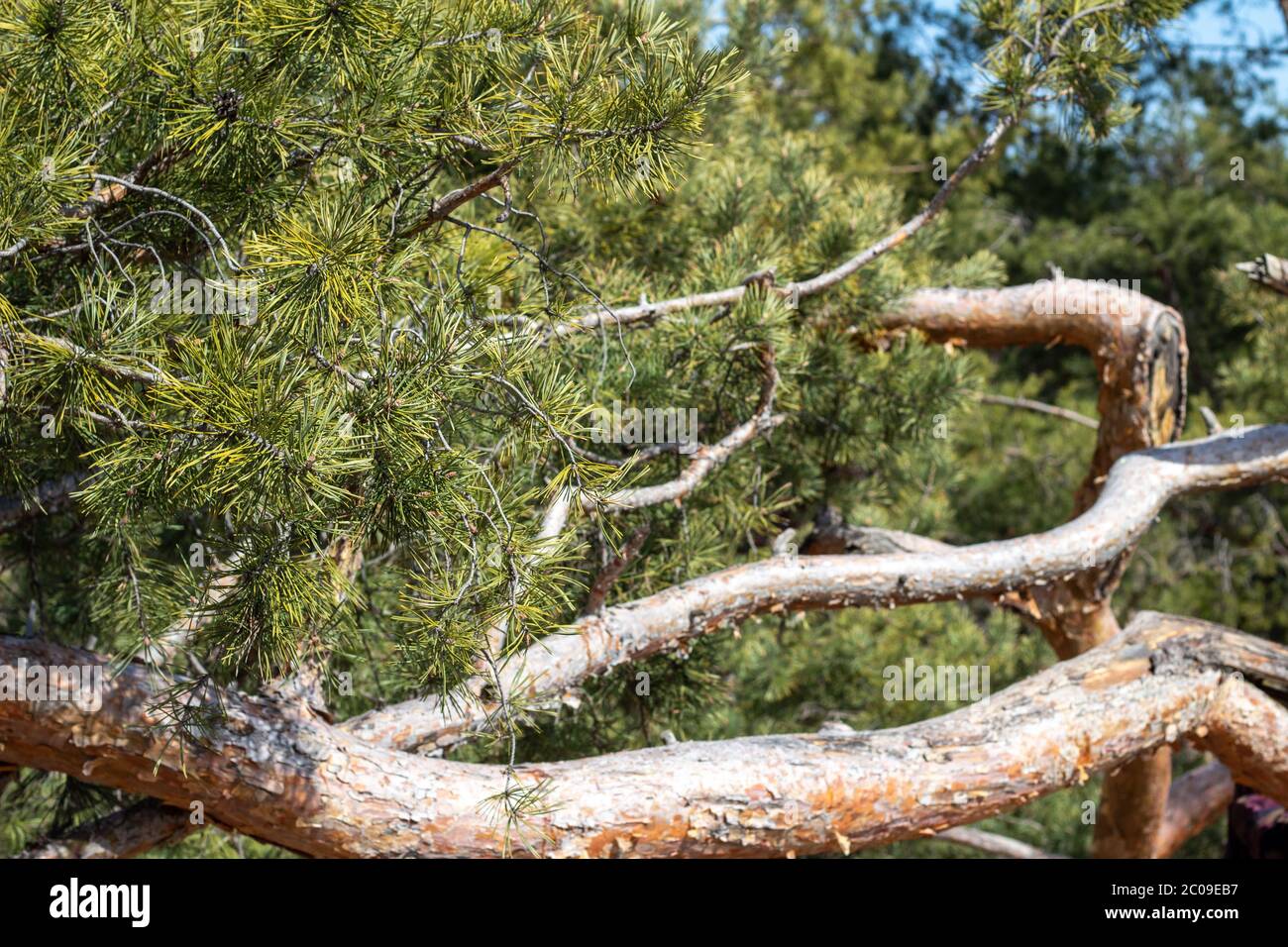 Spreading green branches of a pine tree Stock Photo Alamy