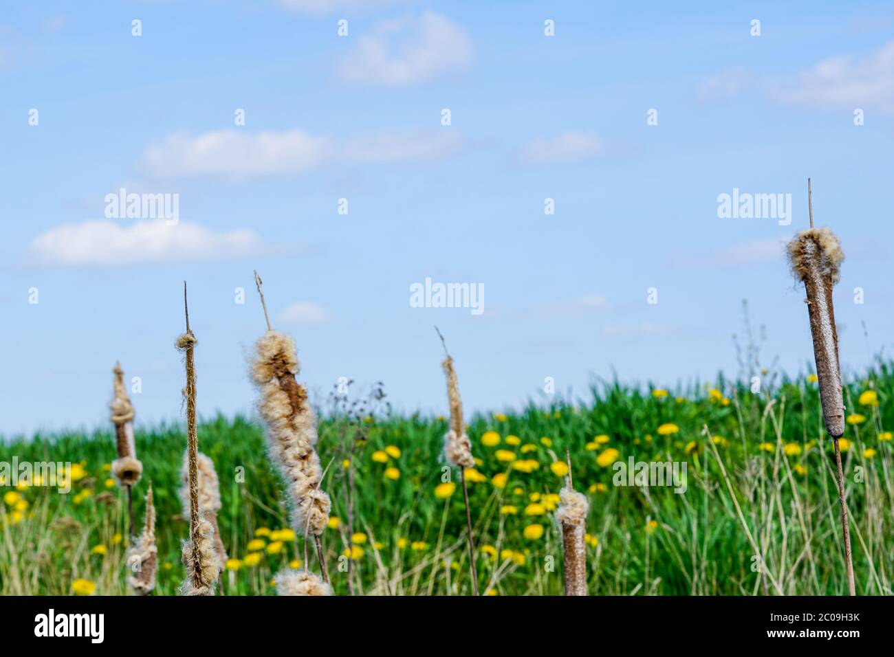 Ripe spike of Common Bulrush, releasing fluffy seeds against a blue sky Stock Photo