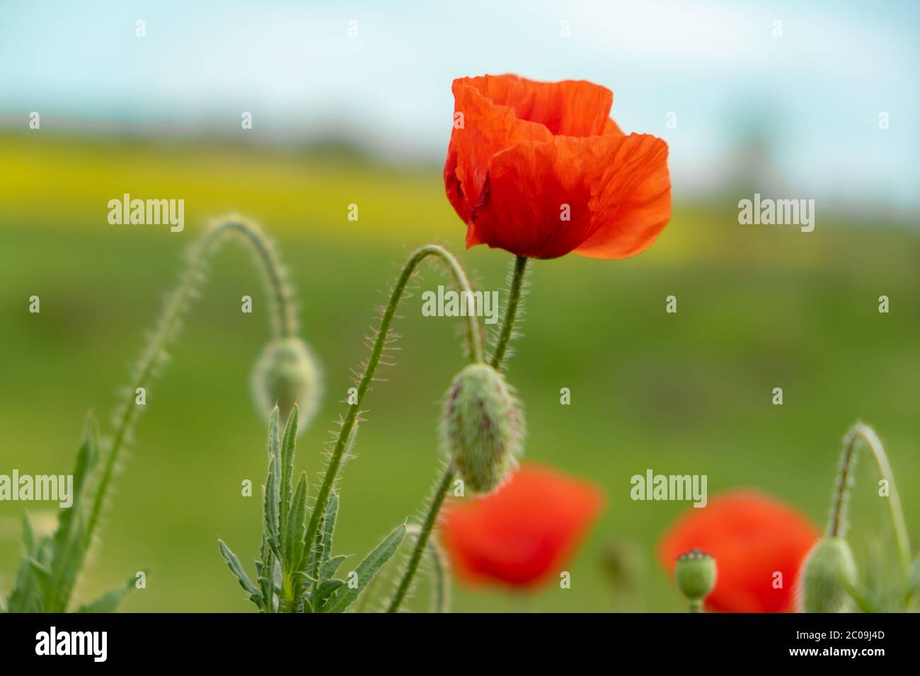Red poppy in summer. Close-up Of Poppy blossom Flowers Stock Photo