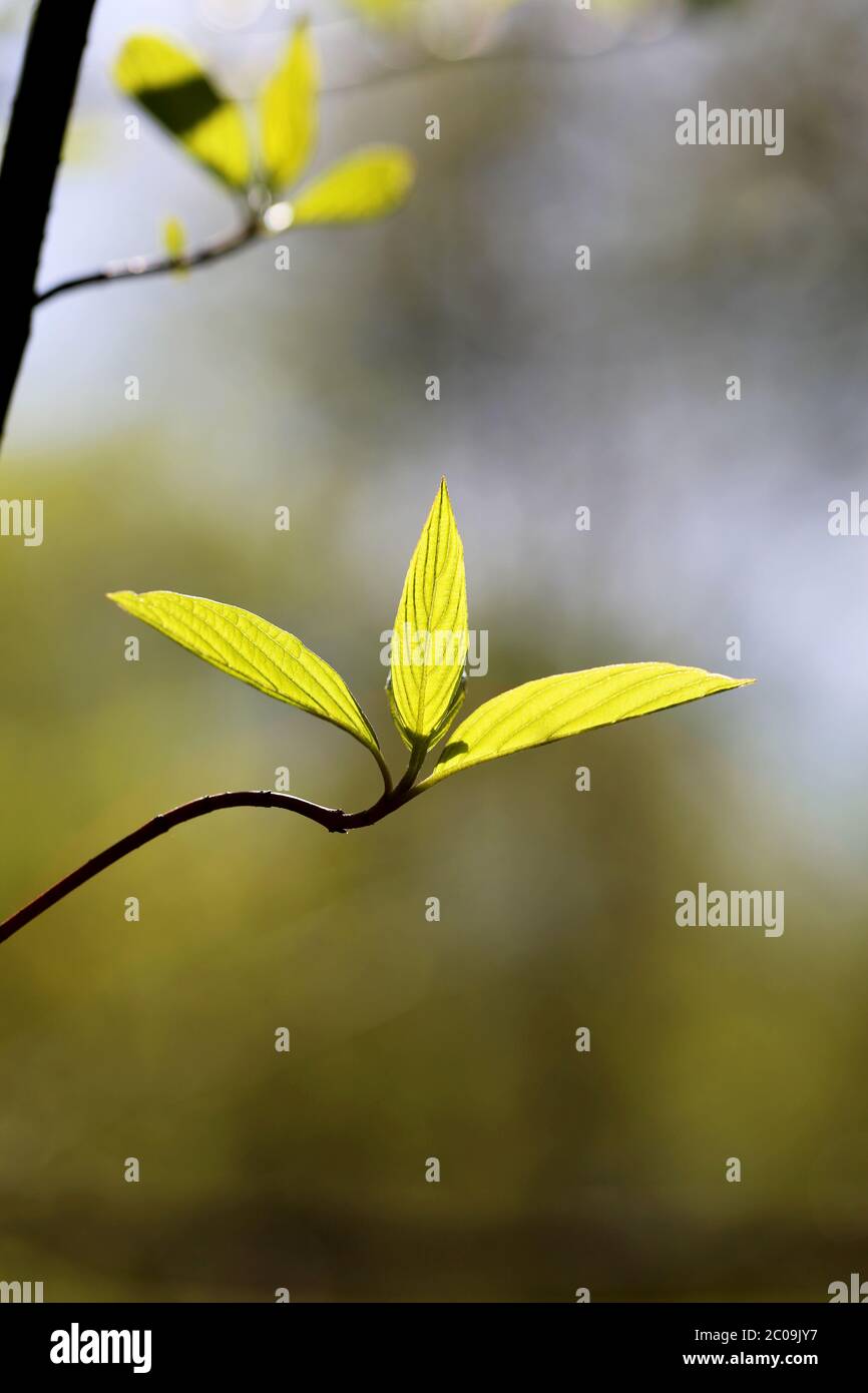 Beautiful leaves hi-res stock photography and images - Alamy
