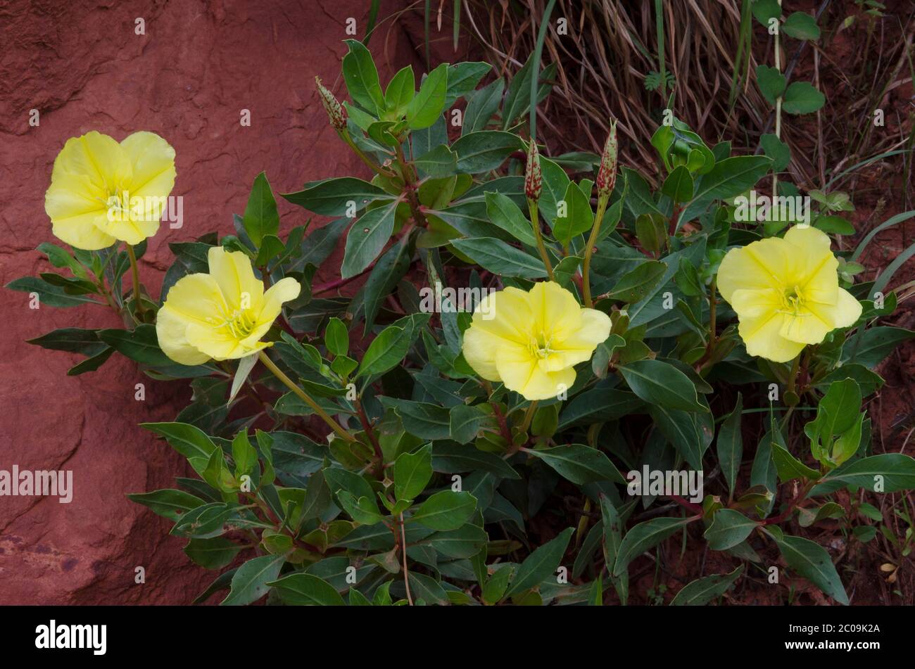 Missouri Evening Primrose, Oenothera macrocarpa Stock Photo Alamy