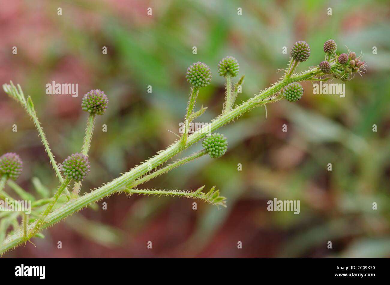 Sensitive Brier, Mimosa nuttallii Stock Photo