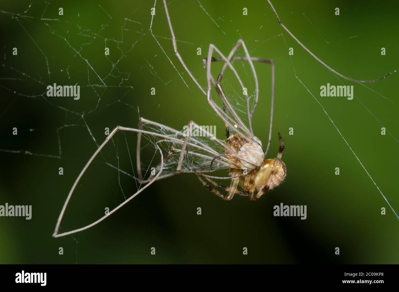Orb Weaving Spider, Neoscona sp., feeding on captured harvestman, Order Opiliones Stock Photo