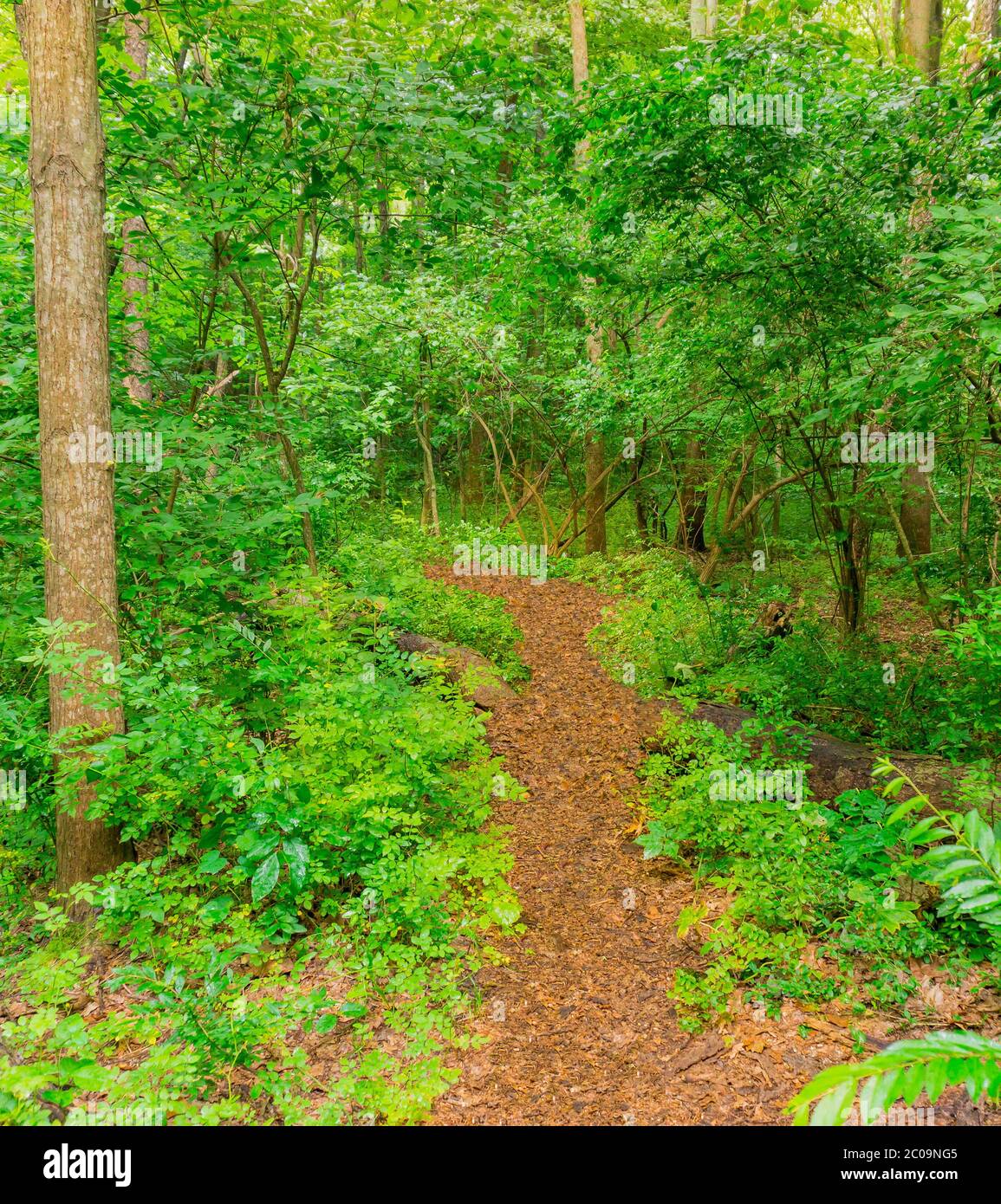 A  path leads through a forest in Michigan, USA. The deep forest just gives you a hint of the path ahead. Stock Photo