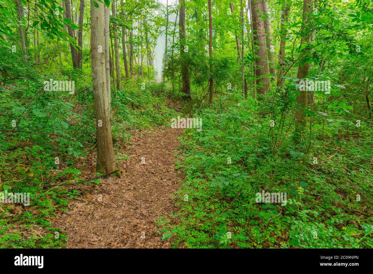 A foggy path leads through a forest in Michigan, USA. The deep forest leads to a lit opening at the end of the path. Stock Photo