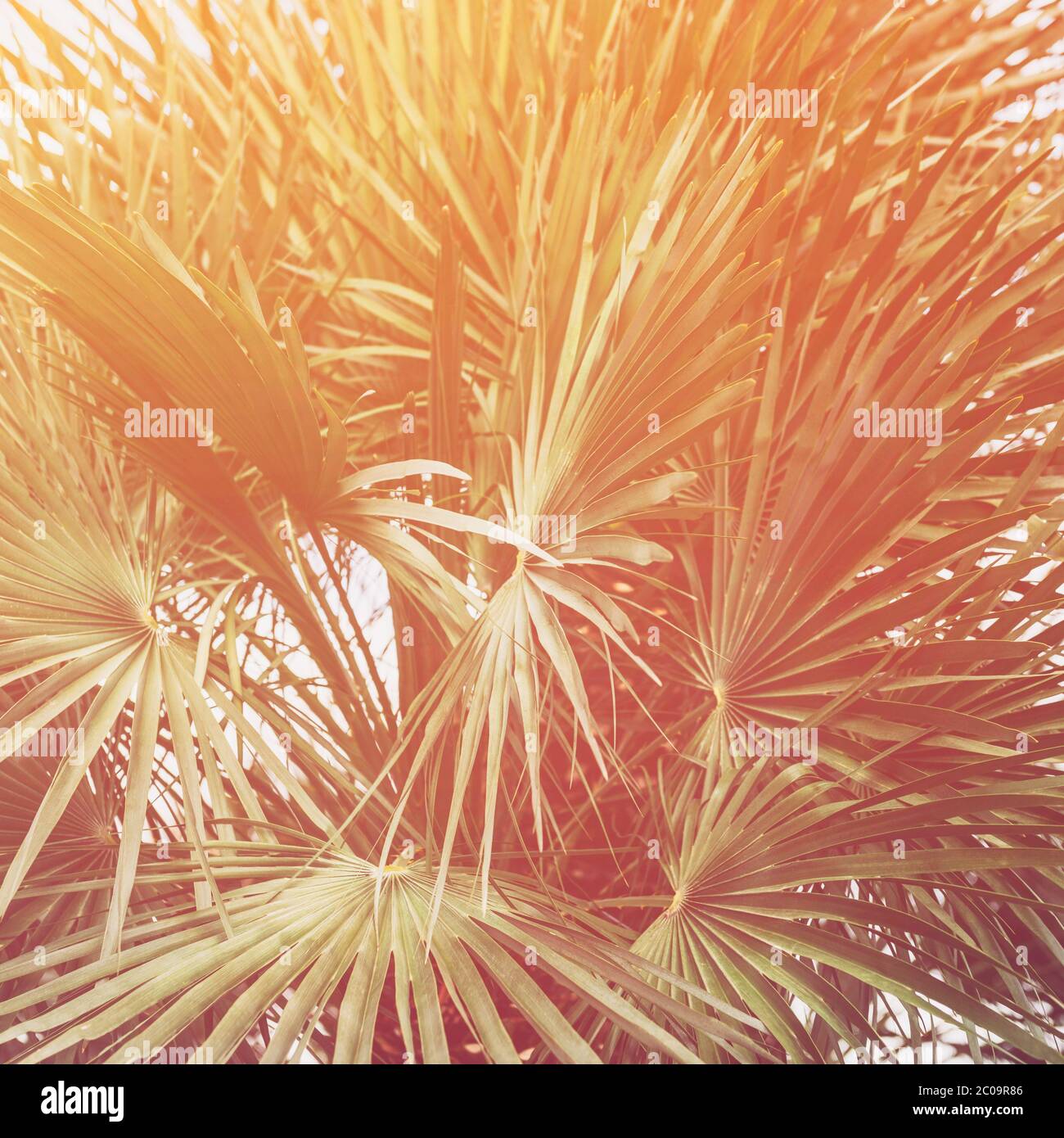 Palm trees, summer background Stock Photo - Alamy