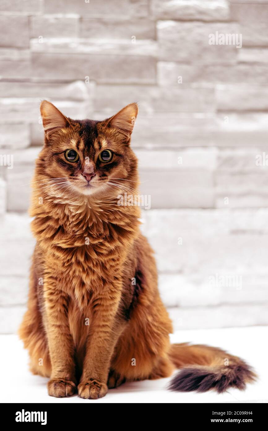 Full body sitting somali cat pet portrait on white background. This domestic cat is very smart and makes an ideal family pet. Stock Photo