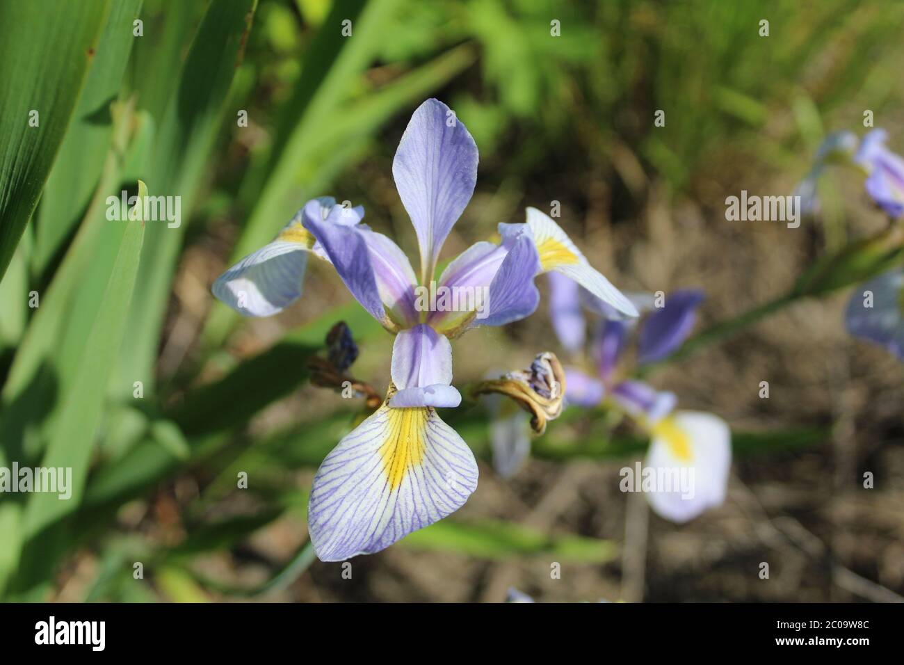 Blue flag iris in the sun at Miami Woods restored tallgrass prairie in Morton Grove, Illinois Stock Photo