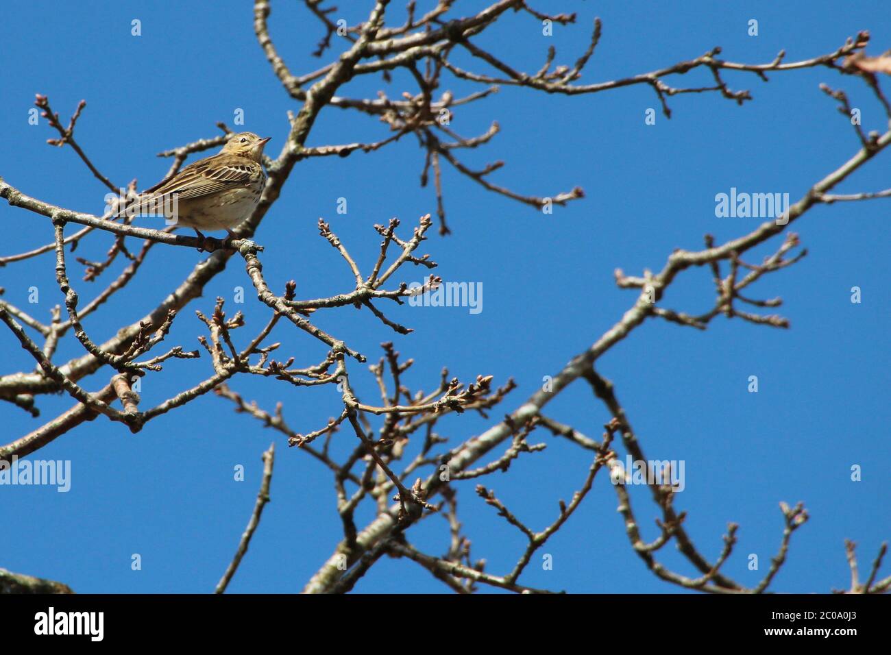 A Tree Pipit (Anthus trivialis), singing from a tree in the Renfrewshire countryside. Stock Photo