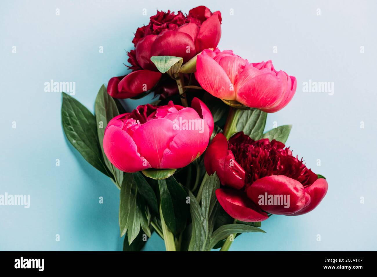 top view of pink peonies on blue background Stock Photo - Alamy