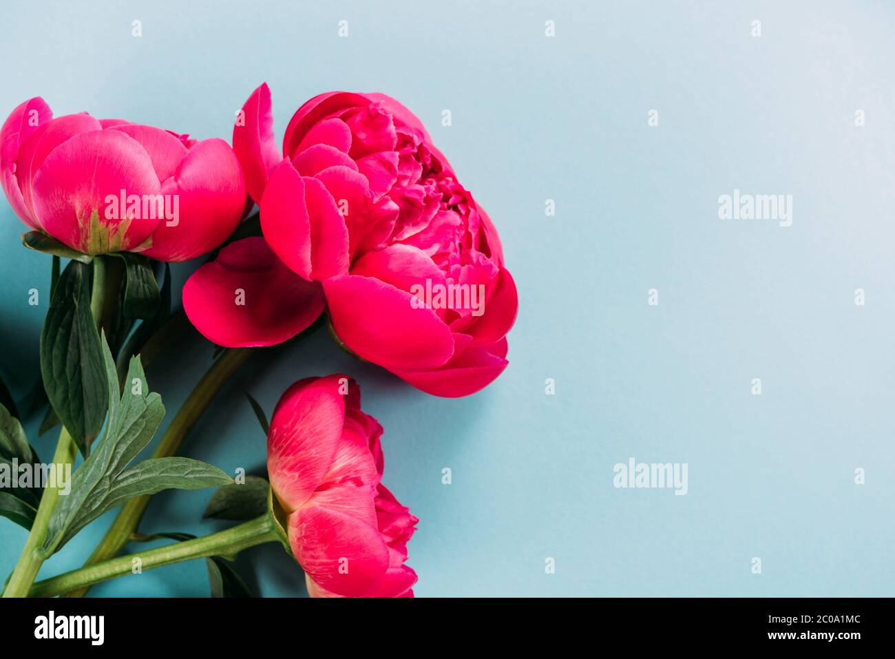 top view of colorful pink peonies on blue background Stock Photo - Alamy