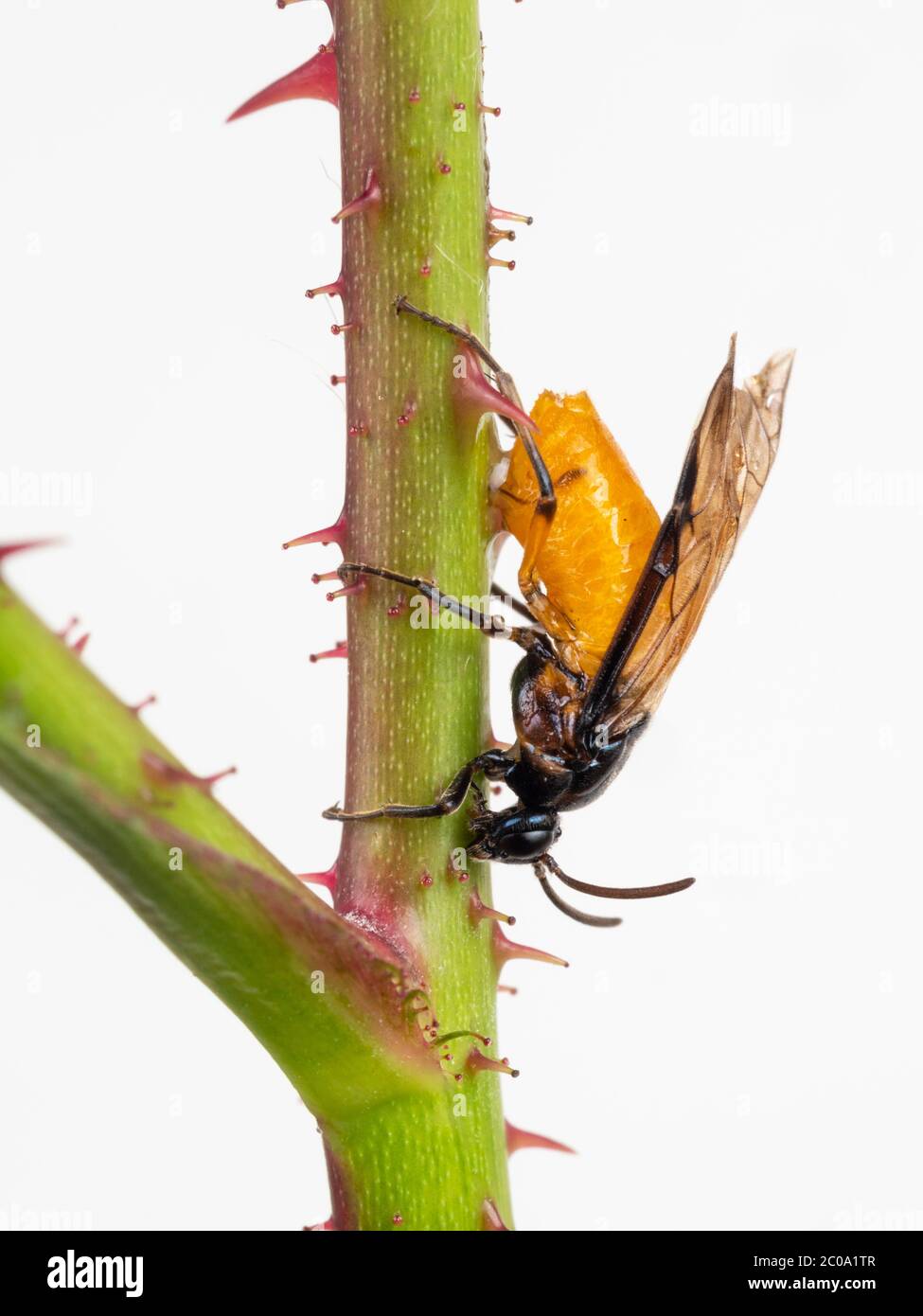 Female large rose sawfly, Arge pagana, on the twig of a rose bush in a UK garden Stock Photo