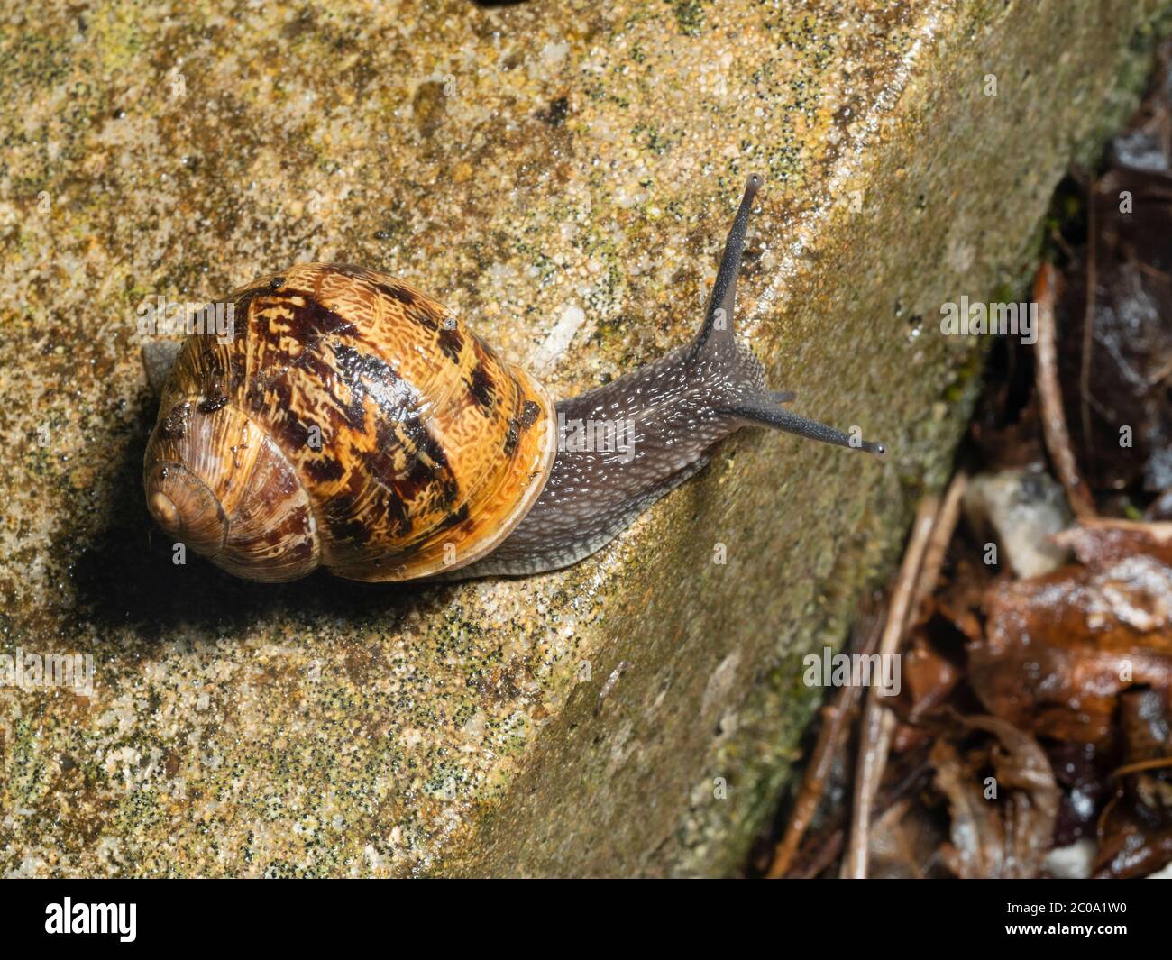 UK garden snael, Cornu aspersum, with body fully extended from the whorled and nbanded shell Stock Photo