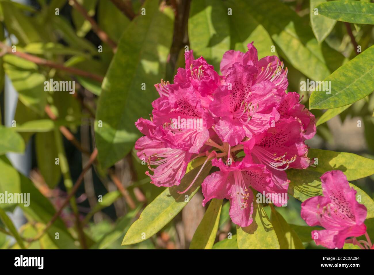 close up view flowers rhododendron japonicum azalea plant with sun light Stock Photo