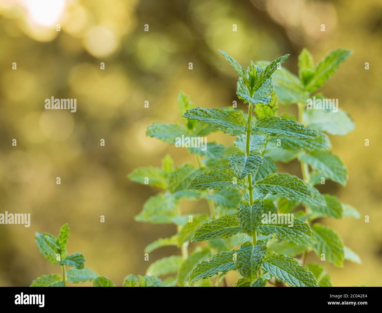 Mentha spicata or spearmint plant view closeup with daylight Stock Photo