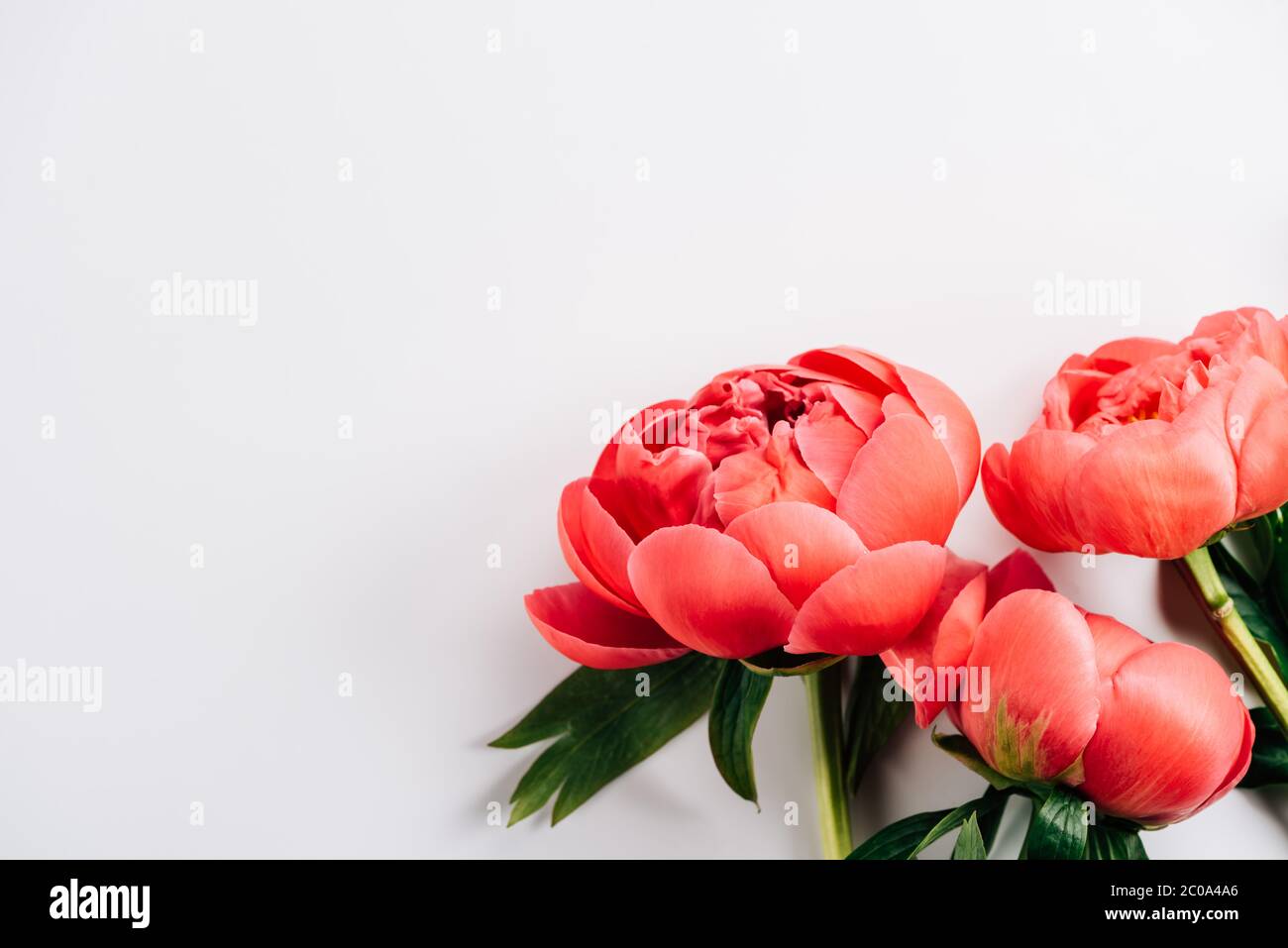 top view of pink peonies with green leaves on white background Stock ...