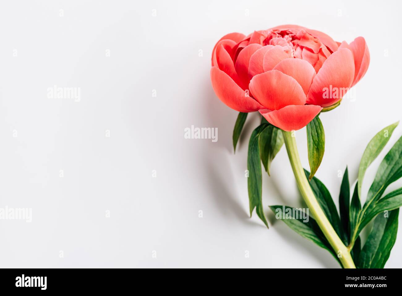 pink peony with green leaves on white background Stock Photo - Alamy