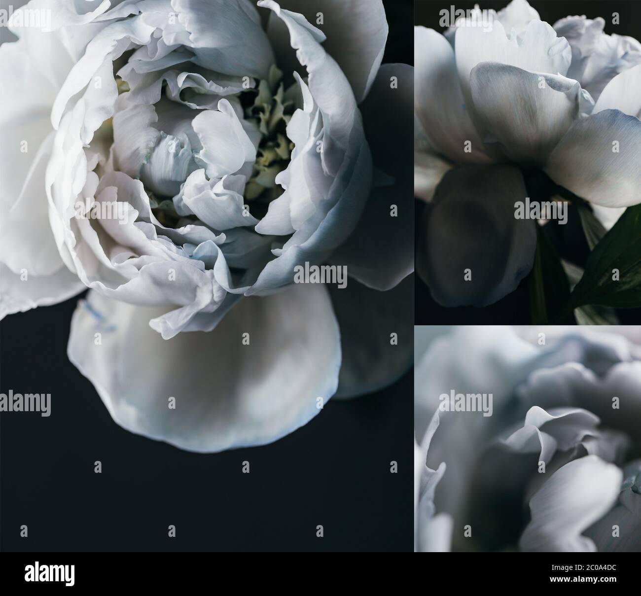collage of blue peonies on black background Stock Photo