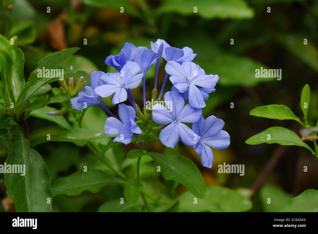 Cape Lead Root (Plumbago auriculata Stock Photo - Alamy