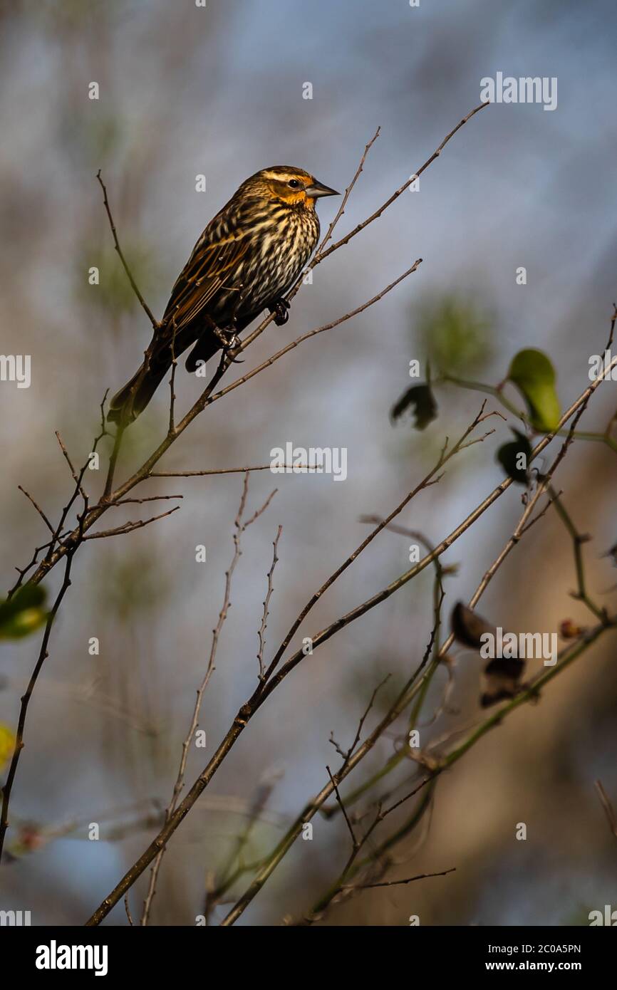 Female red-winged blackbird resting Stock Photo