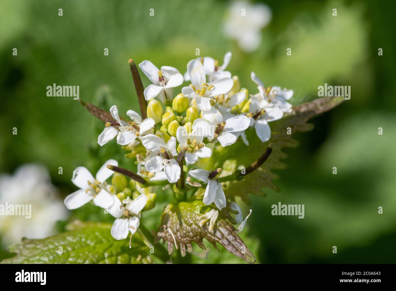 Close up of a garlic mustard (alliara petiolata) plant in bloom Stock Photo