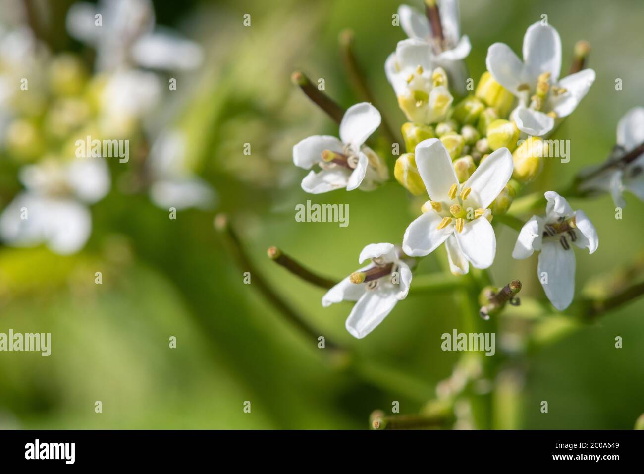 Close up of a garlic mustard (alliara petiolata) plant in bloom Stock Photo
