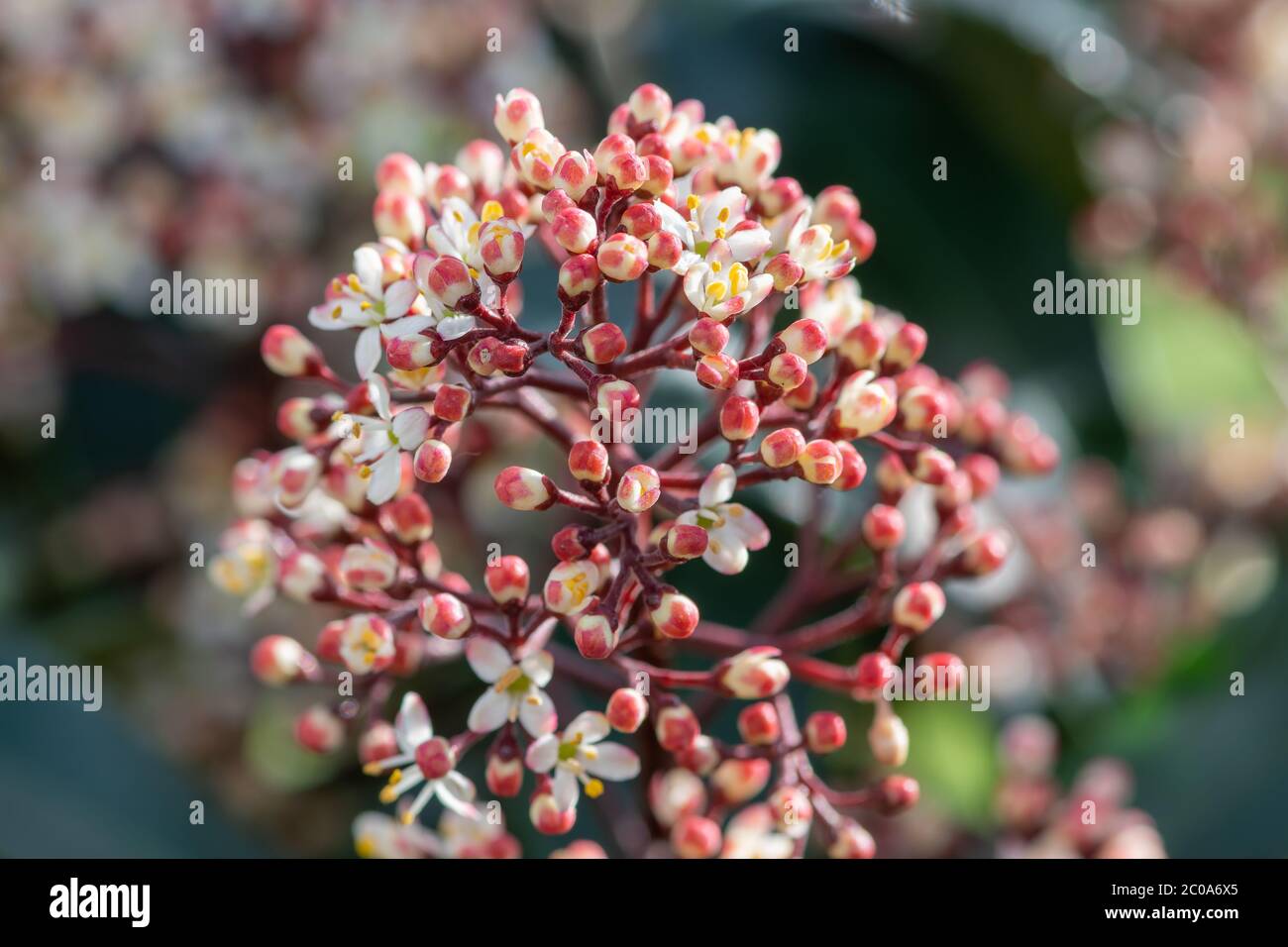 Close up of Japanese skimmia (skimmia japonica) flowers in bloom Stock Photo