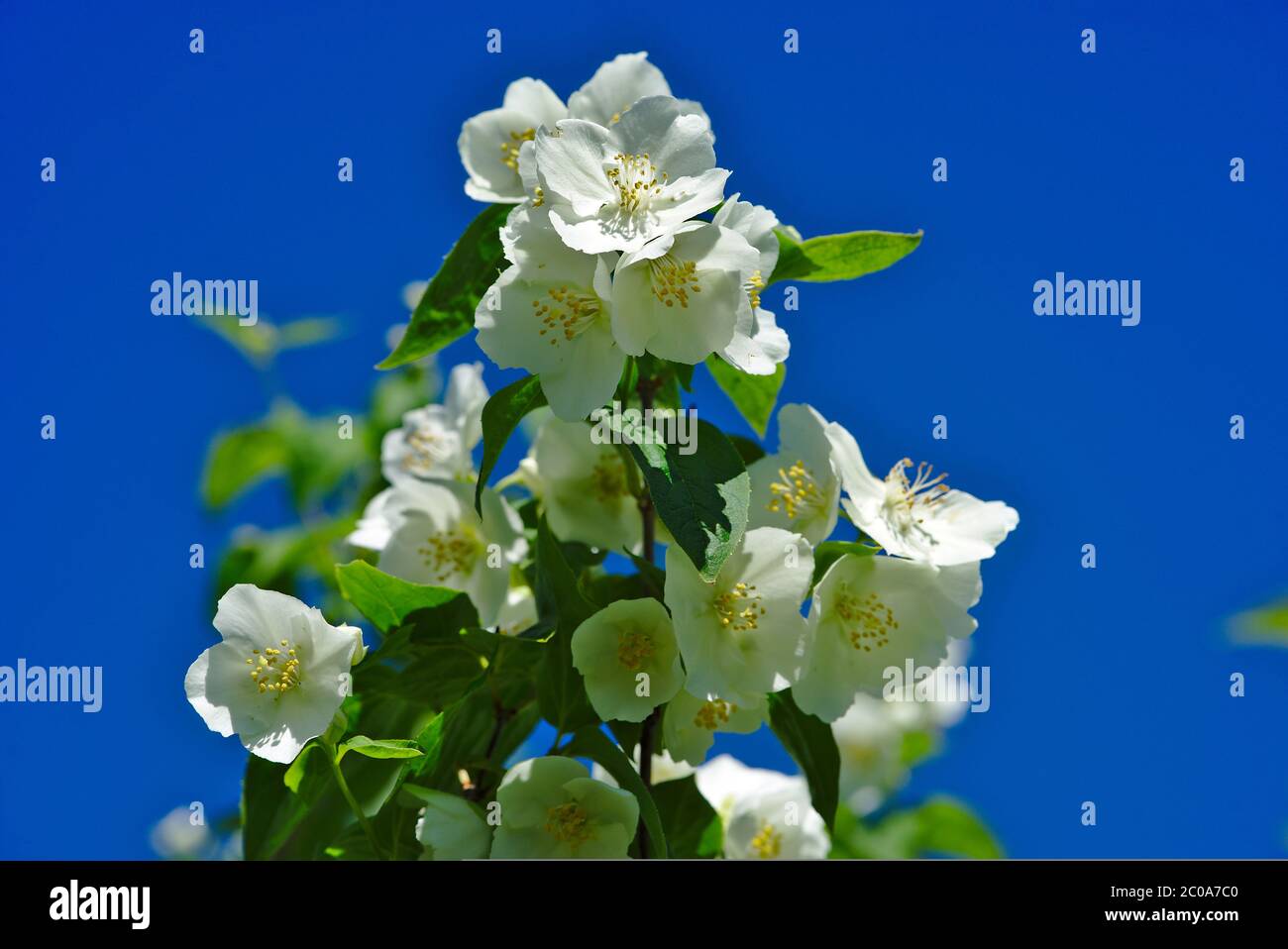 Grove of Seringat (Jasmine of poets) or Philadelphus, with white flowers Stock Photo