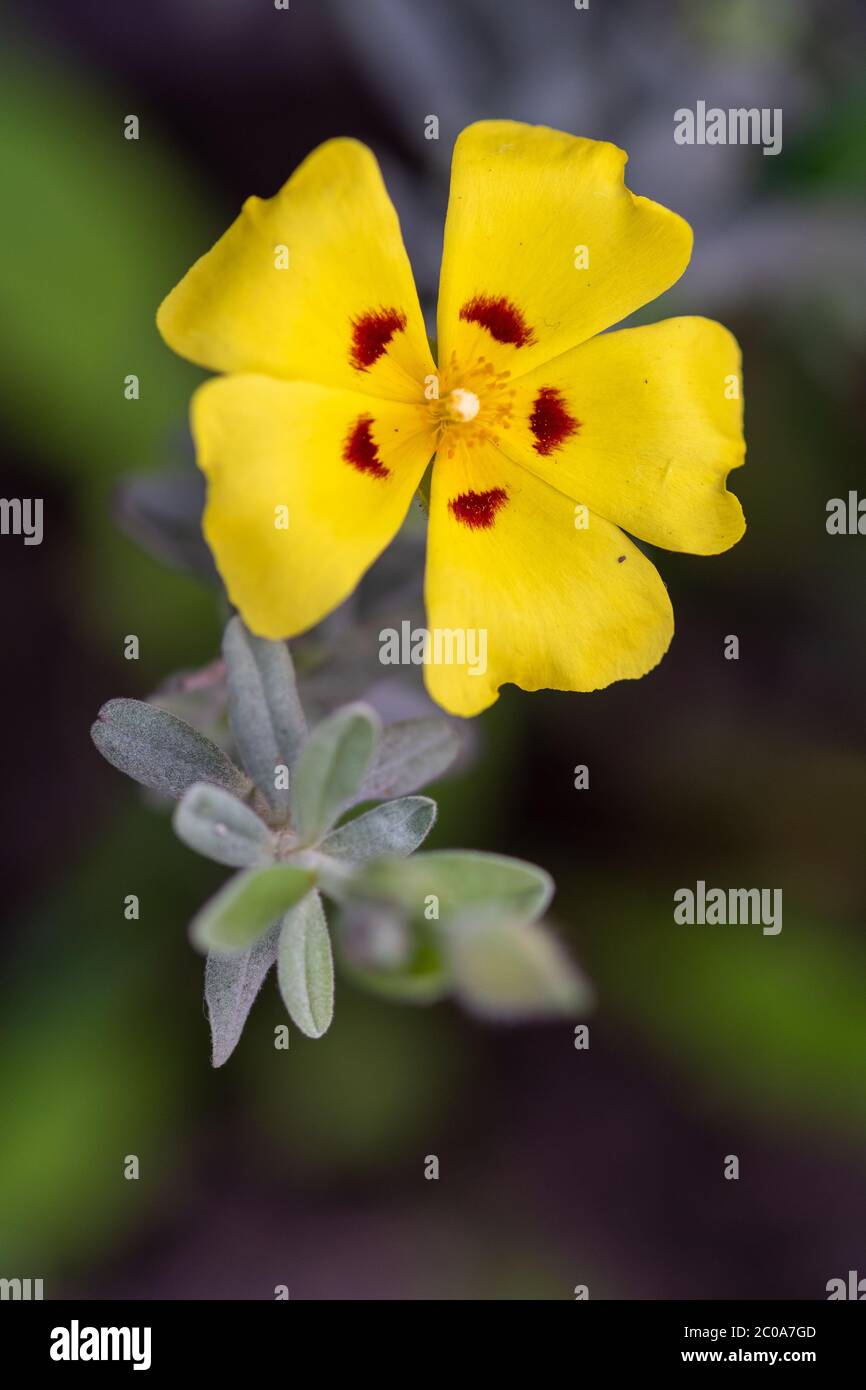 Close up of a Lisbon false sun rose (halimium lasianthum) flower Stock Photo