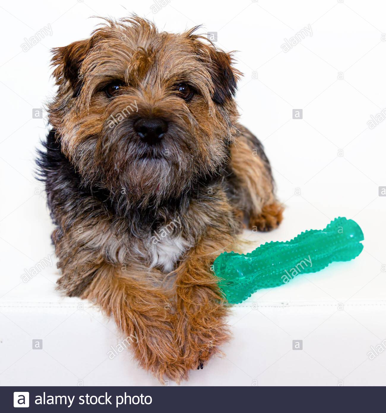toy border terrier