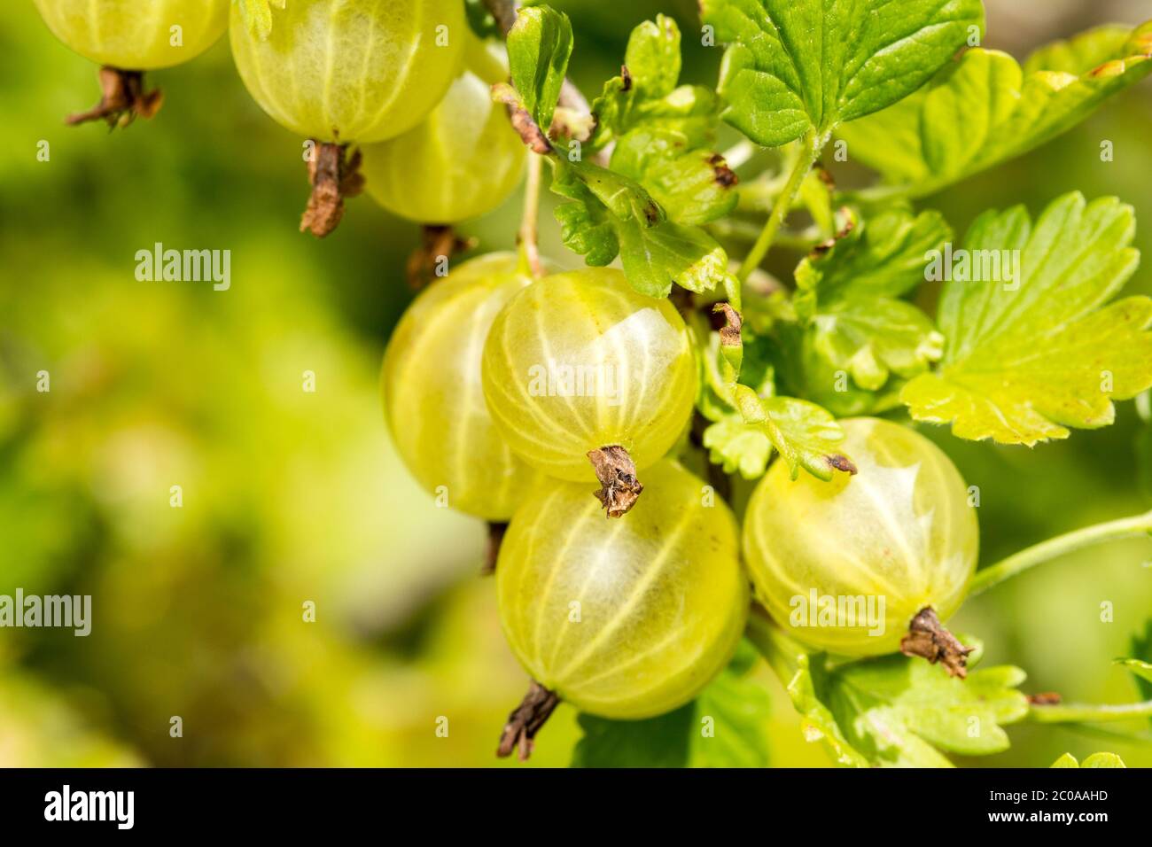 Growing gooseberries hires stock photography and images Alamy