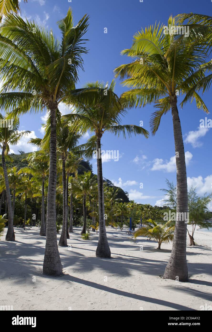 Sandy beach and palm trees Stock Photo - Alamy