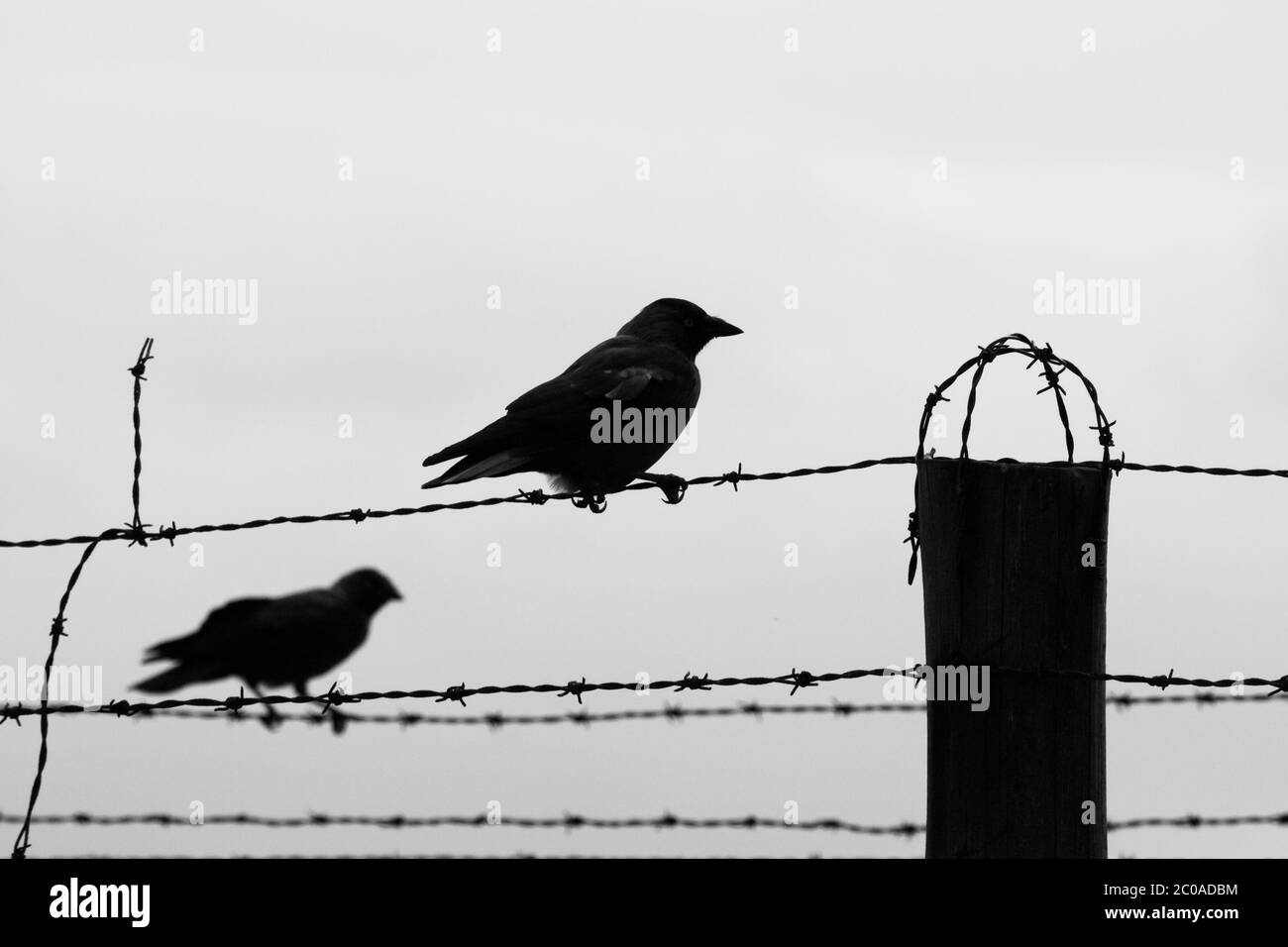 Silhouette of two crows sitting on the barb wire fence. Black and white image. Stock Photo