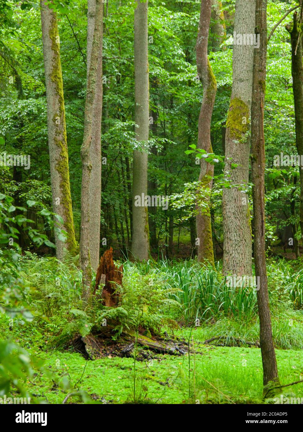 Trees and stumps in the greenery of Bialowieza primeval forest, Poland Stock Photo