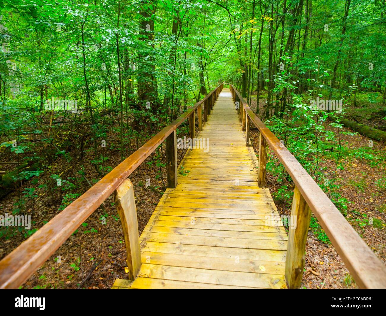 Wooden path in Bialowieza primeval forest, Poland Stock Photo