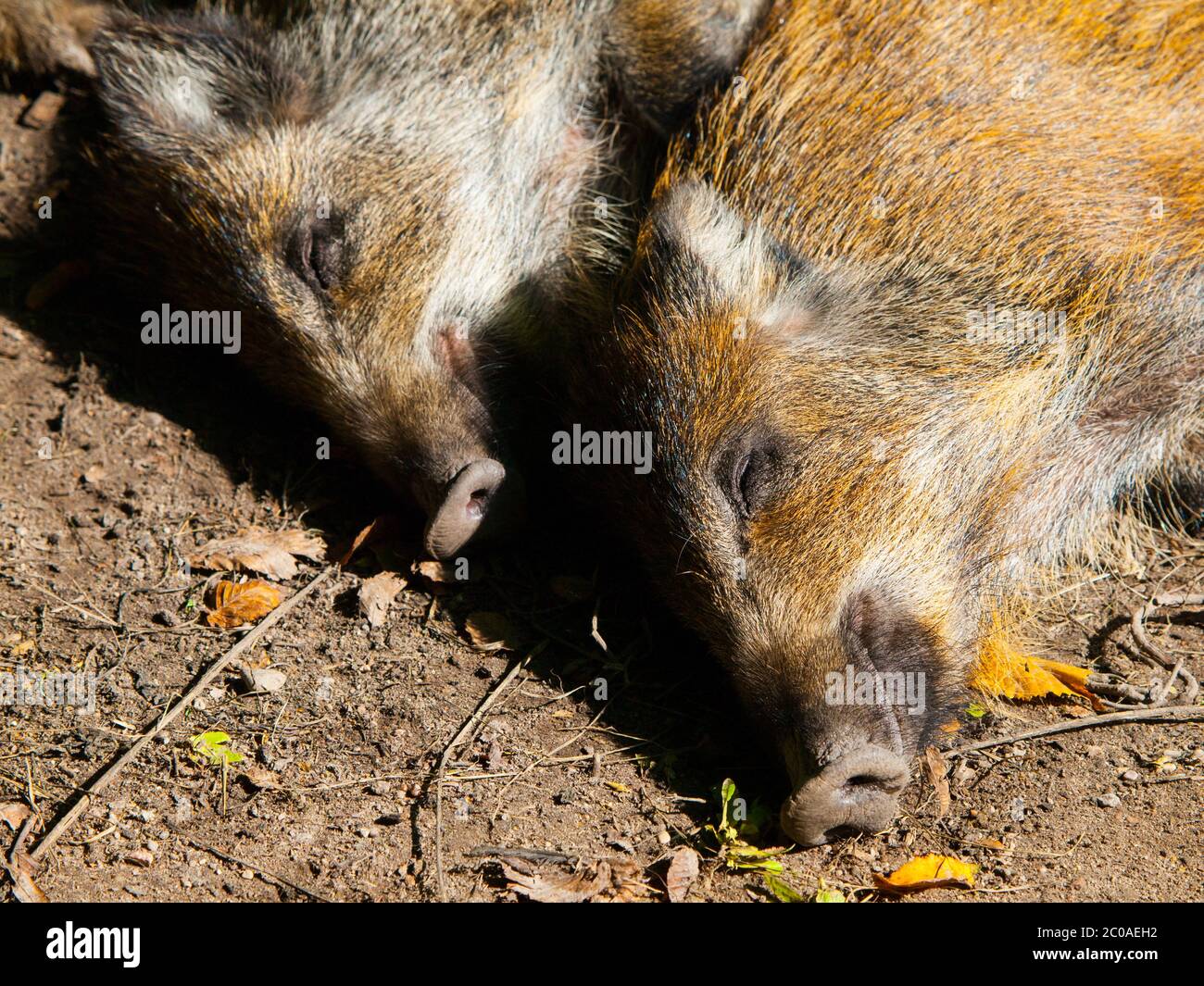 Head of lying young wild boar in a forest Stock Photo