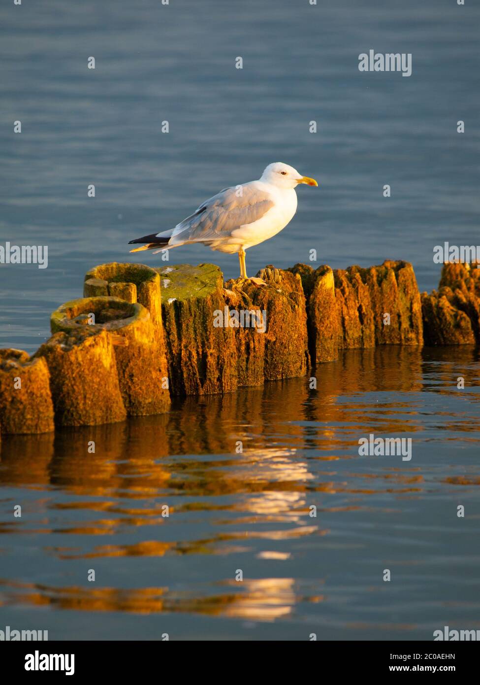 Seagull sitting on a pillar at sunset time Stock Photo