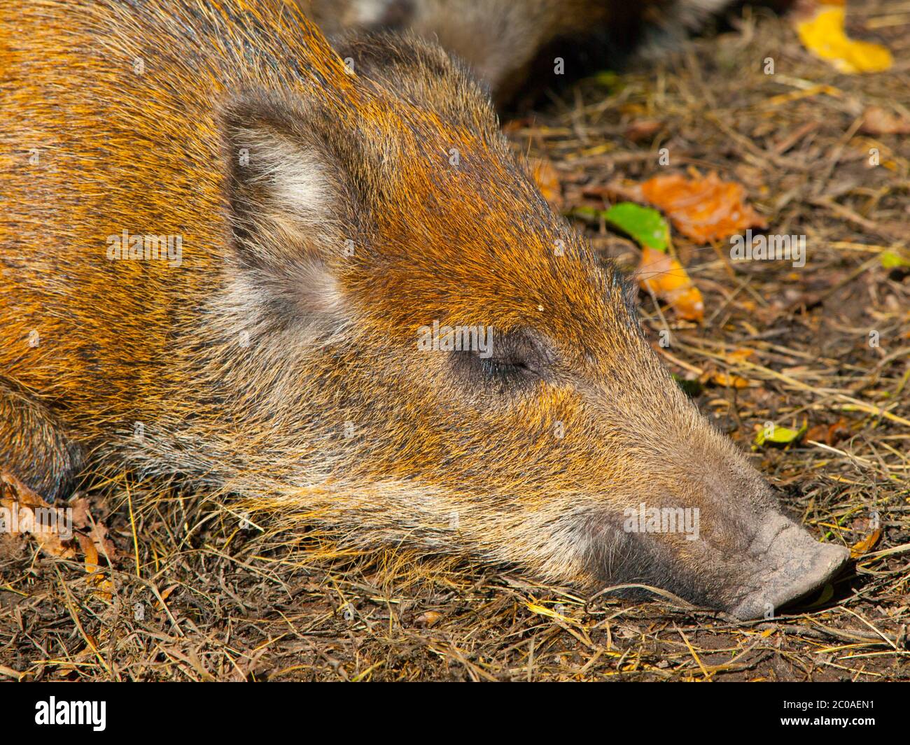 Head of lying young wild boar in a forest Stock Photo