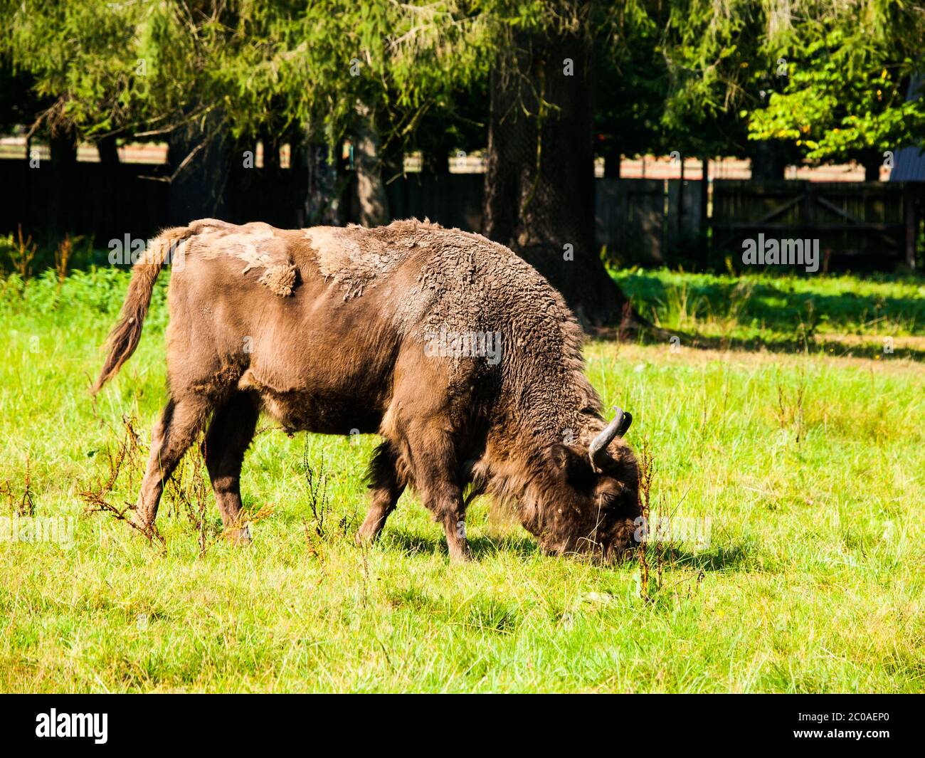 Endangered european wood bison, or wisent, in Bialowieza primeval forest, Poland and Belarus Stock Photo