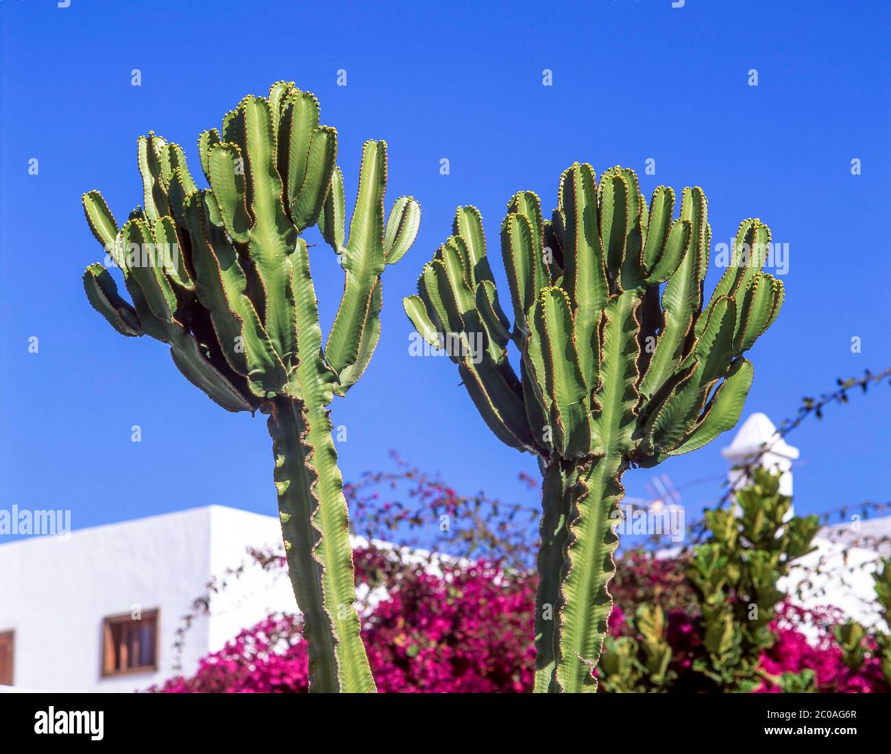 Cactus Plant, Lanzarote, Canary Islands, Spain Stock Photo