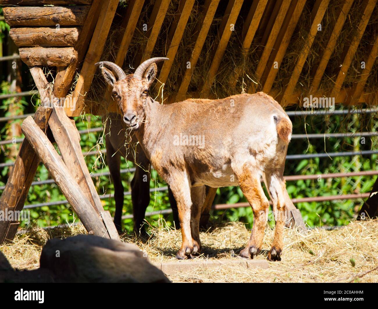 Young Bukharan Markhor lying on the ground Stock Photo